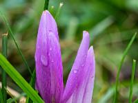 Regentropfen auf aus dem Boden wachsende Herbstzeitlose